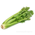 Fresh Celery, Sized 750 to 1,000g/Piece or Carton